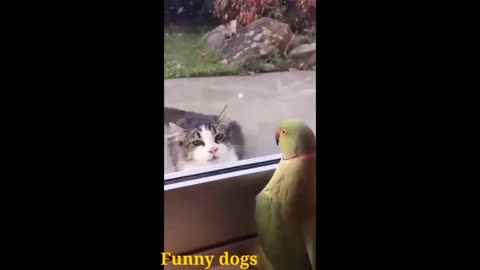 Funny animals video | funny cats | funny dogs video #25 2022
