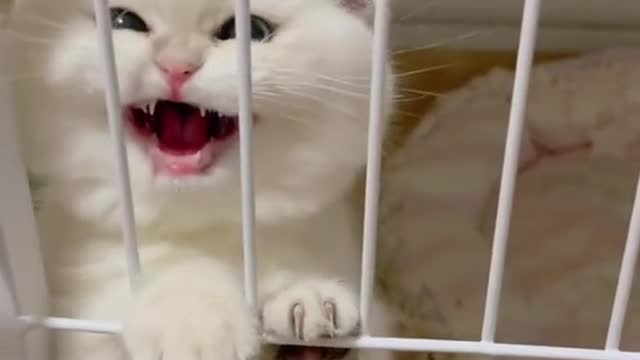 Cute Cats Meowing