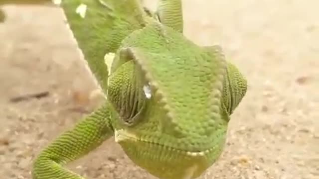 Ingenious chameleon