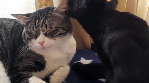 big love