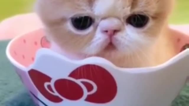 Baby Cat - Cute and funny cat vedio