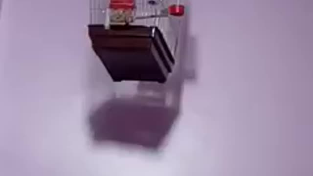 canary chirping