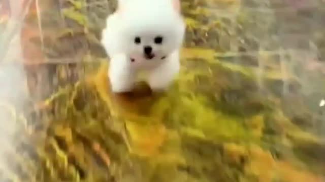 #The_Loveliest_Animals cute baby dogs ,cute puppies,so cute dogs,dog video