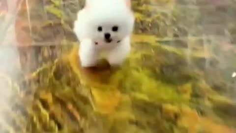 #The_Loveliest_Animals cute baby dogs ,cute puppies,so cute dogs,dog video