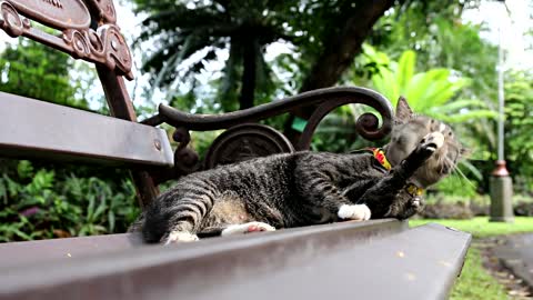 Cat on a bench is relaxing