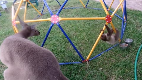 Baby Sloths