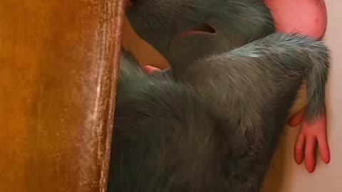 Mouse funny animation video