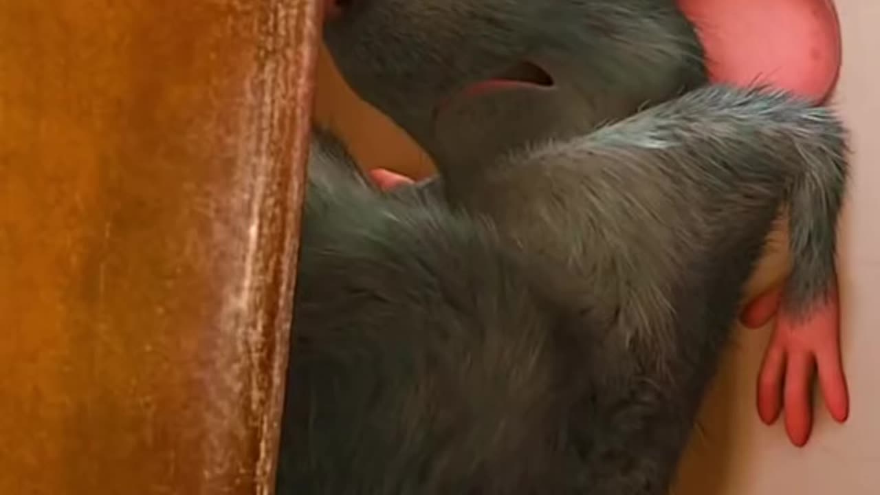 Mouse funny animation video