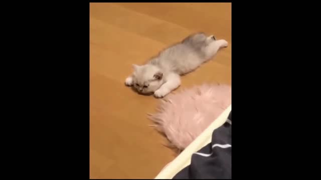 Best Funny Pet Videos Of The Month - Dogs 🐶 And Cats 😹 Doing Cute Things