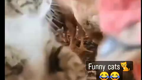 CAT FUNNY VIDEOS