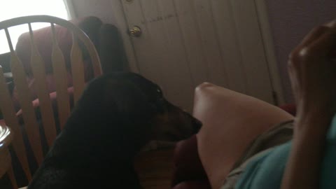 My Dog Won't Stop Begging For Ice Cream