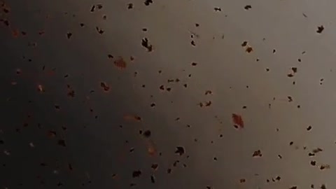 Lost my Mind....🍂🍁 Aesthetic video