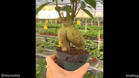 A Really Thicc Plant