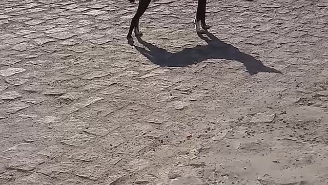 Pretinha taking a walk in the courtyard of the post in search of her partner chicao