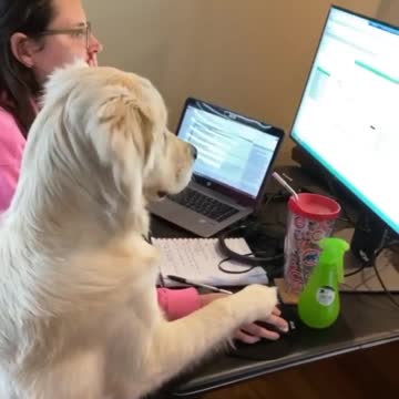 Golden Retriever makes working from home adorably difficult