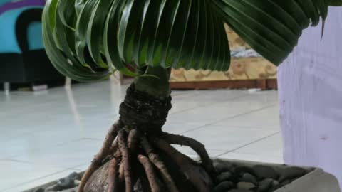 Bonsai kelapa