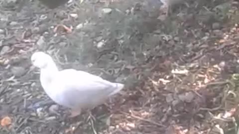 duck doing stretching exercise