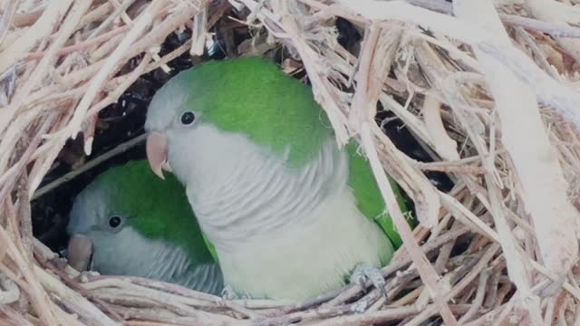 Parrots couples birds amazing parrots videos