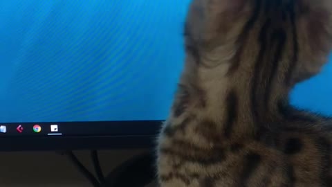 The Kitty, who see a computer on first time!