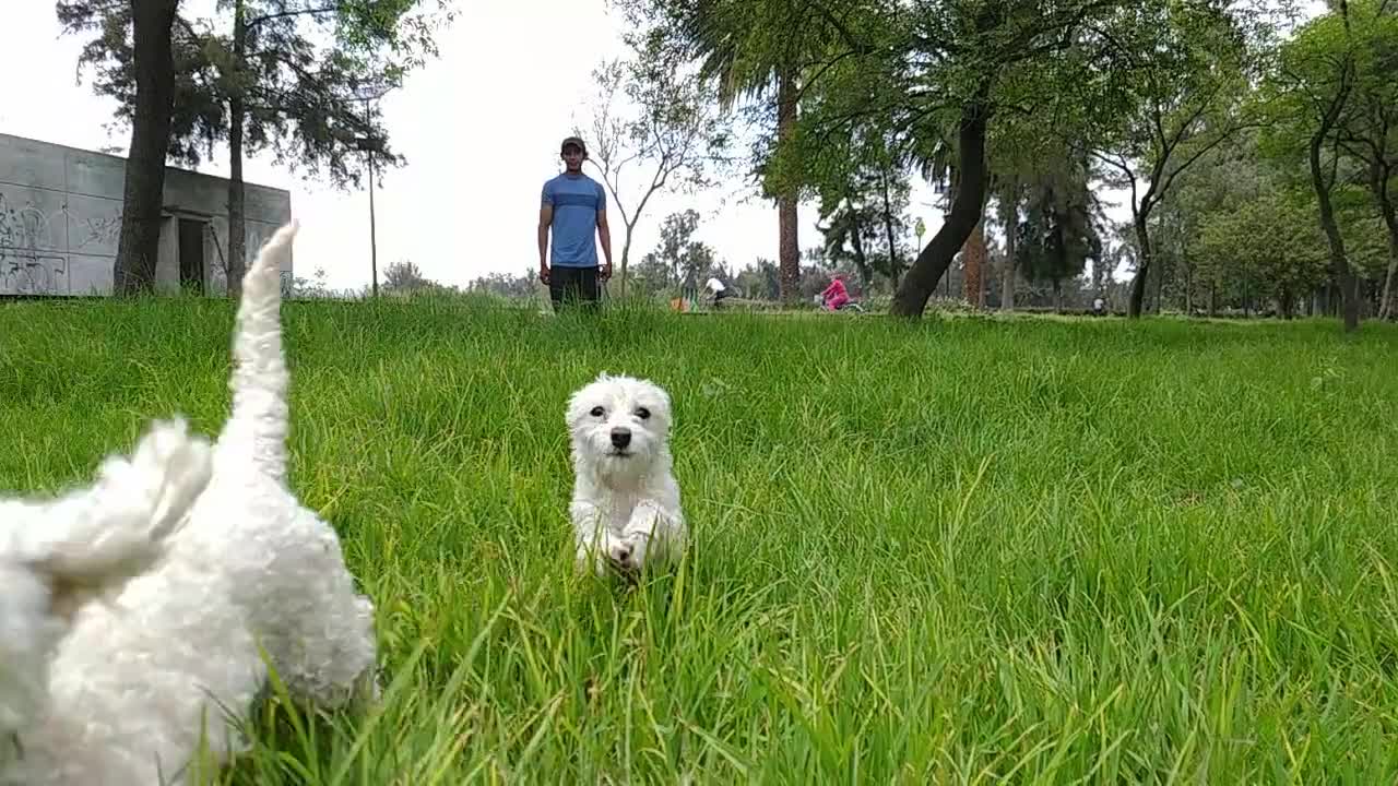 White Dogs Running on the Grassfield