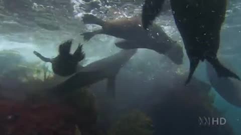 Світ синіх китів.