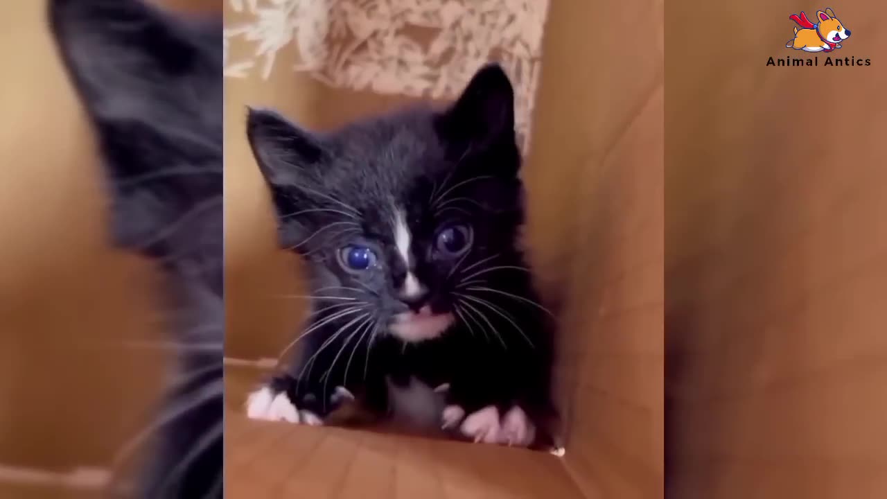 2023's Heartwarming & Hilarious Animal Moments Compilation