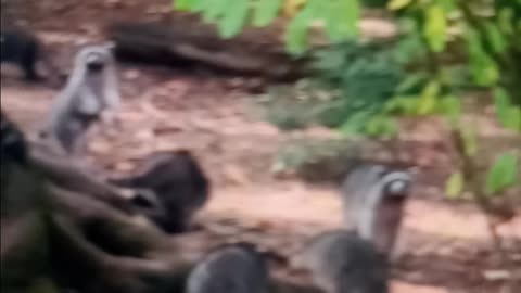 Almost 100 racoons swarm woman's yard