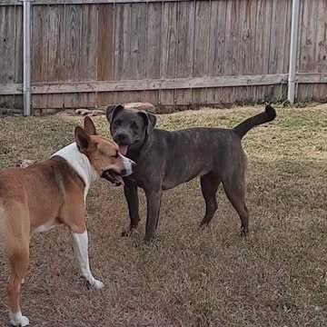 Claire Bear &Tucker Carlson wrestling