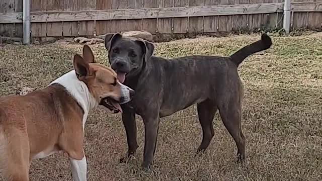 Claire Bear &Tucker Carlson wrestling