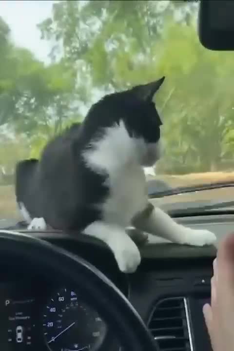 Funniest Cats 🐱 Funny Animal Videos ameile247