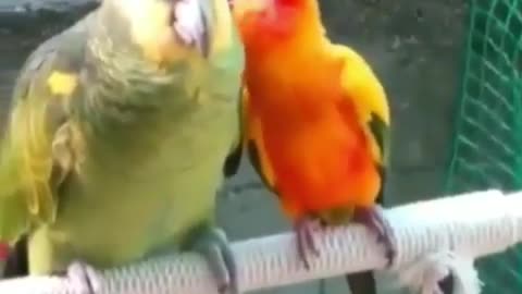 Funny birds love is in the air