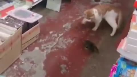 Real Tom & Jerry