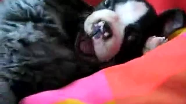 Cat and dog show love [funny video hilarious