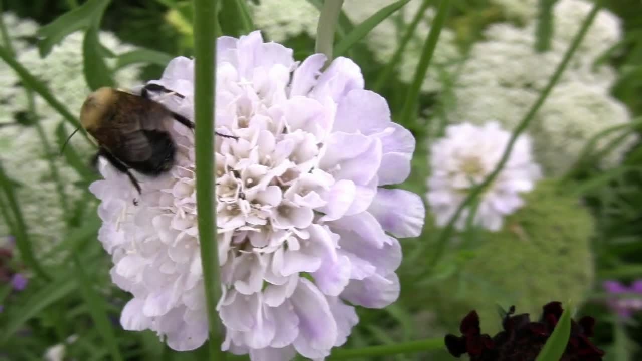 Bee on White Flower