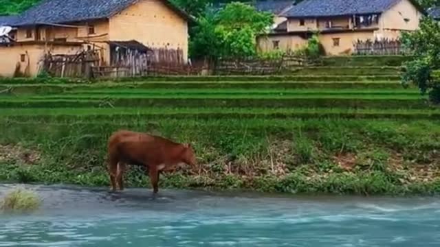 Village-You are a Lucky person ,if you Born in a Village like this.