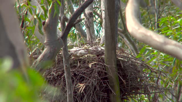 Black Sparrowhawk babies 2 (Realtime, Feeding time, Time-Lapse)