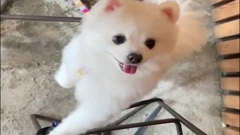 Cute funny puppies cute 😍 animals funny animal dog 🐕