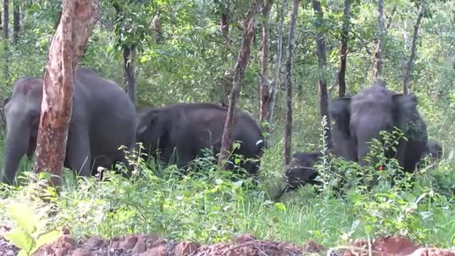 elephant attack in kerala forest [SiGator]