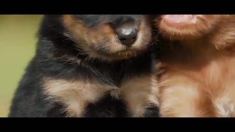 Cute Puppies