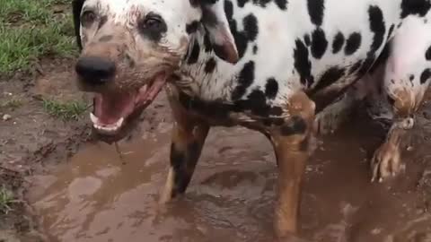 Dalmatian covers self in mud hole in field