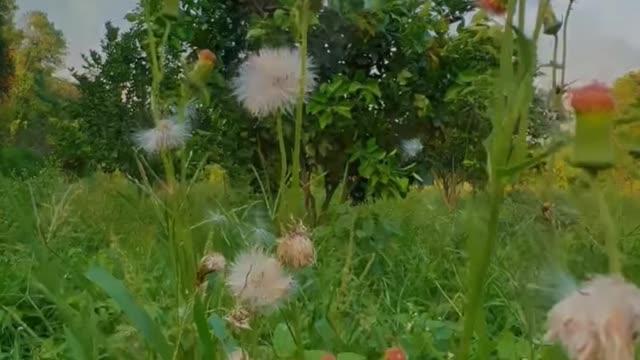 Nature😍🍀