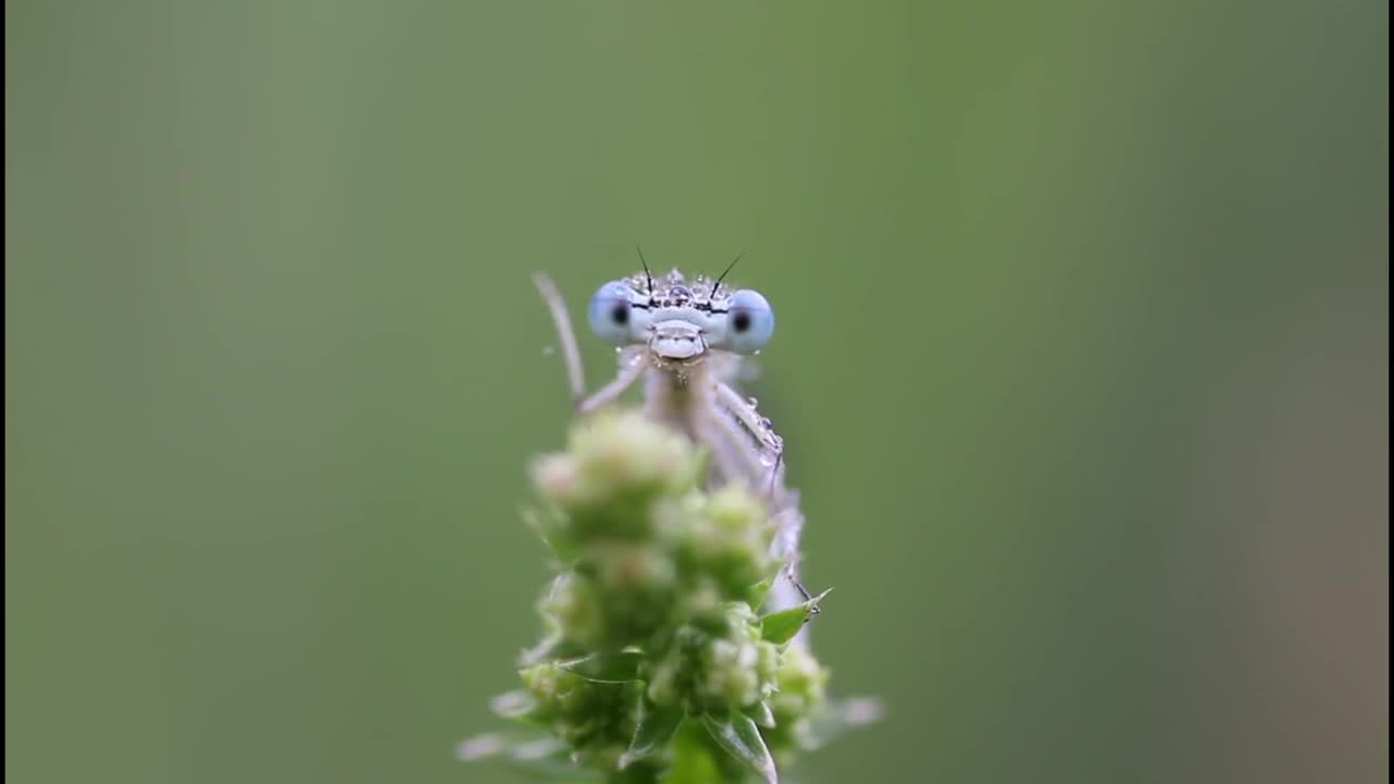 Spring dragonfly