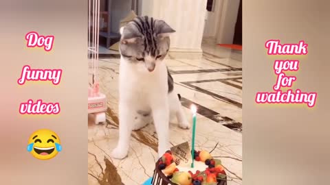 Cat birthday celebration funny videos