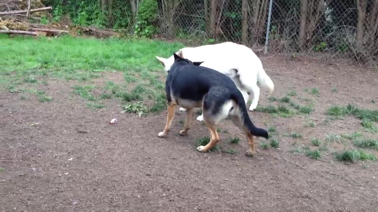 Fiona & Django & Murray Part VIII