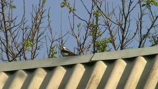 Woodpecker or Machine Gun?