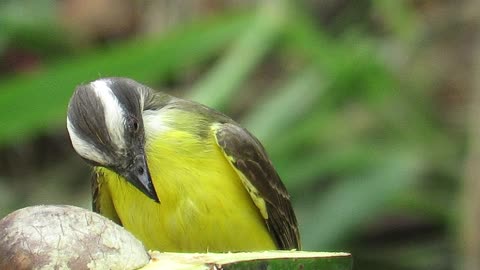 Great Kiskadee eating