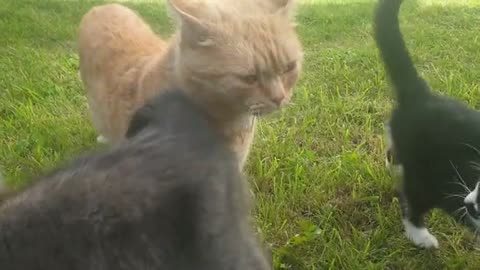 Three cats