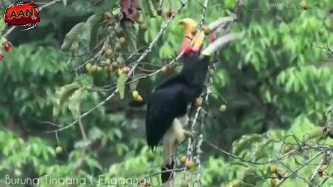 Hornbills in Indonesia (Borneo).