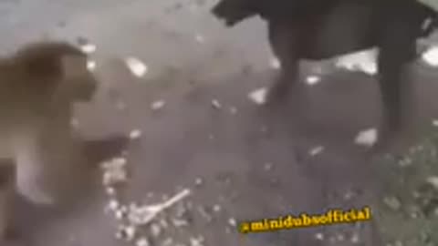 Funny animal dubbed