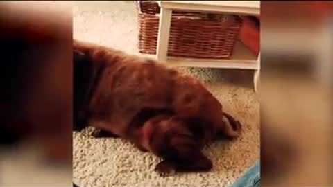 Very funny car vs cucumber